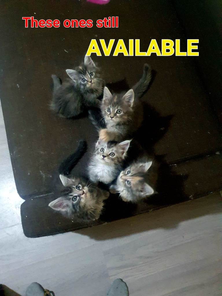 XL Maine Coon Kittens TICA 😸 AVAILABLE 5 Female 1 Male
