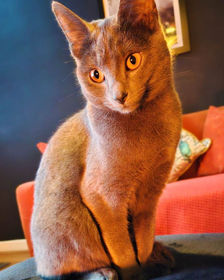 Female Russian Blue Cat needing home