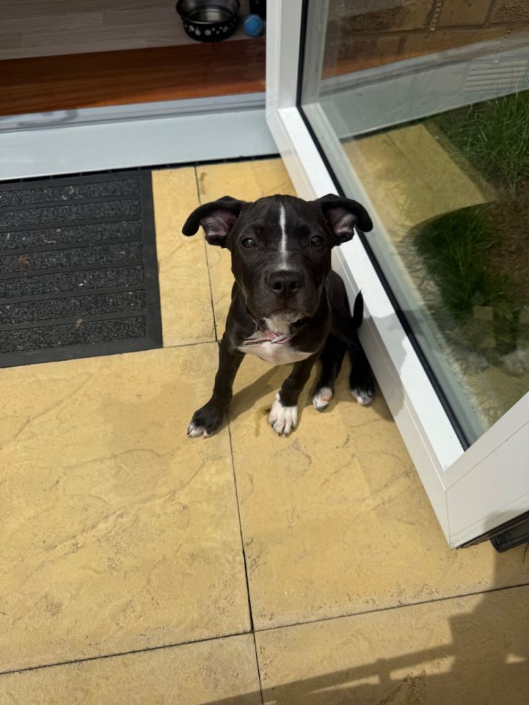 Girl looking for her forever home ready now *
