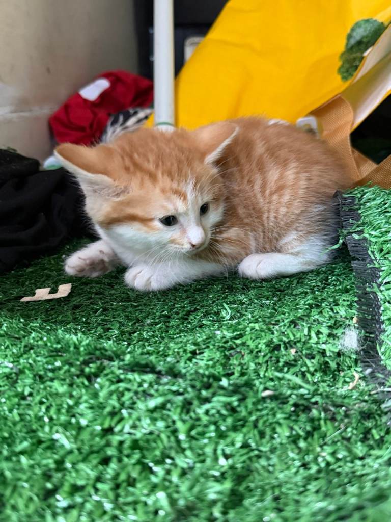 Ginger Kitten