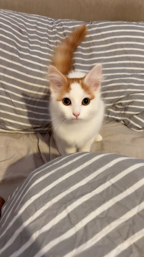 Adorable Playful & Gentle White & Orange Cat Looking for a Loving Home