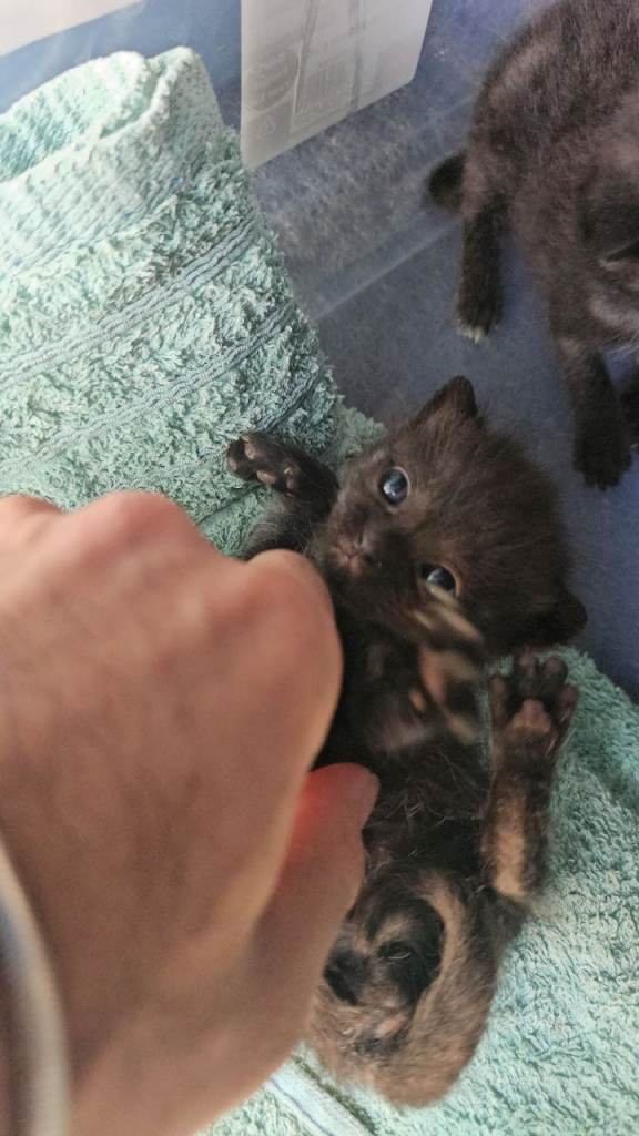 3 black kittens