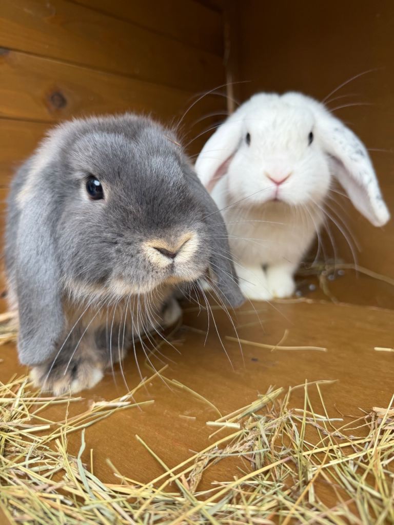 Rabbits for sale 