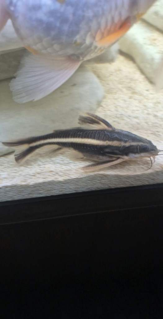 Clown loaches 