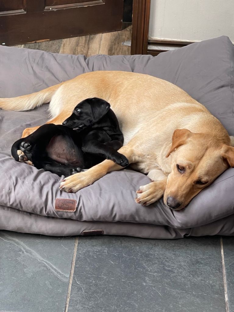 Beautiful Labrador pups 