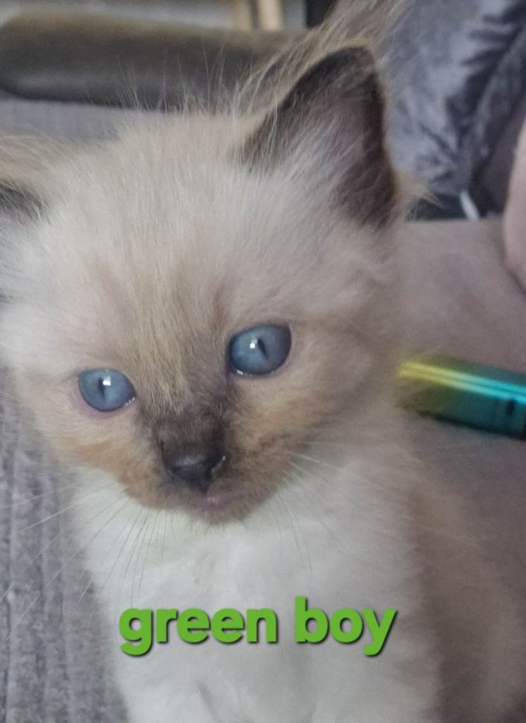 Litter of ragdoll kittens 