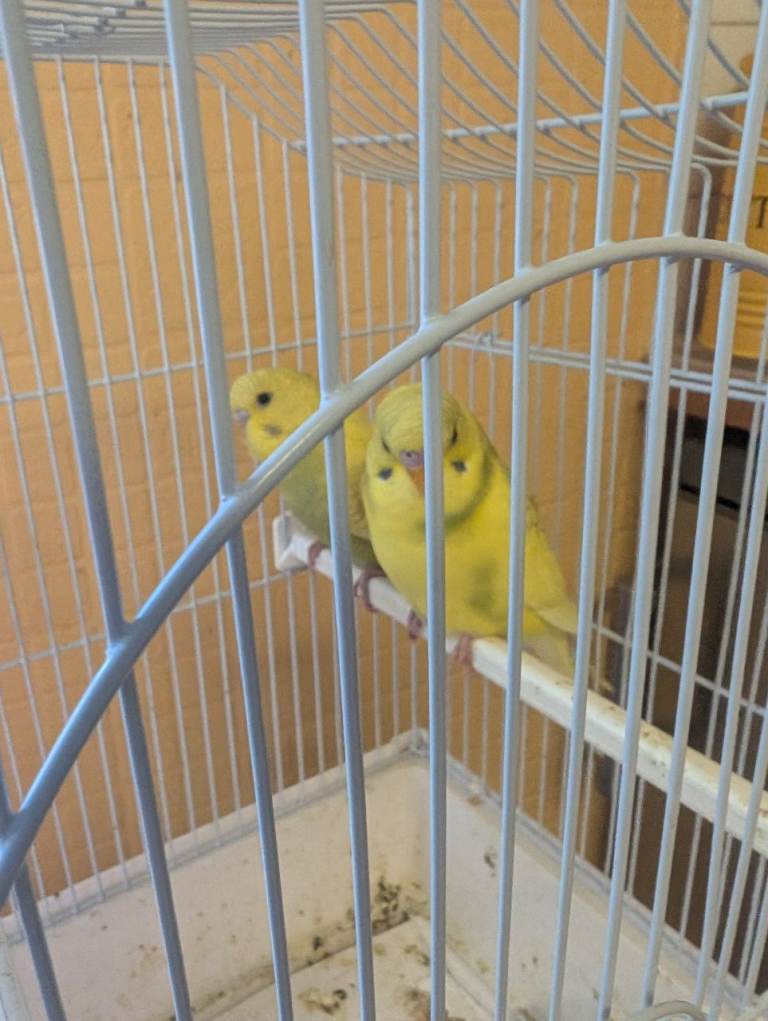Budgies for sale 