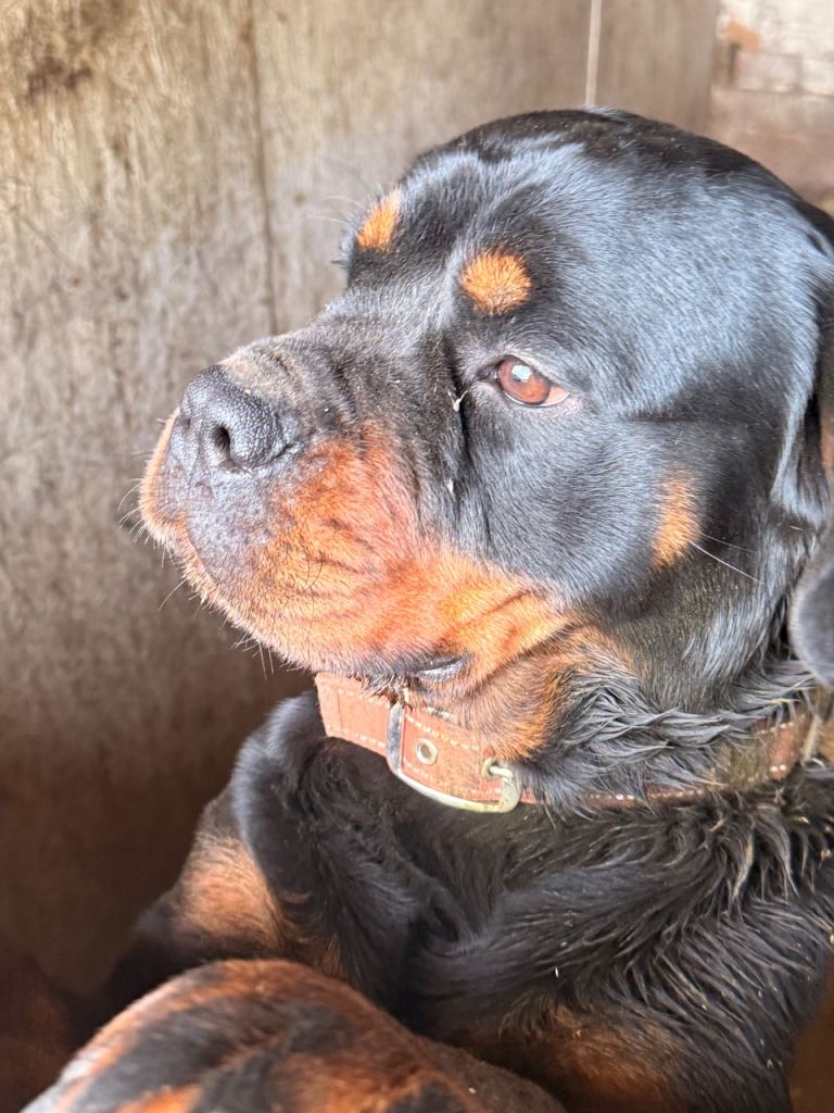 Loving Rottweiler 