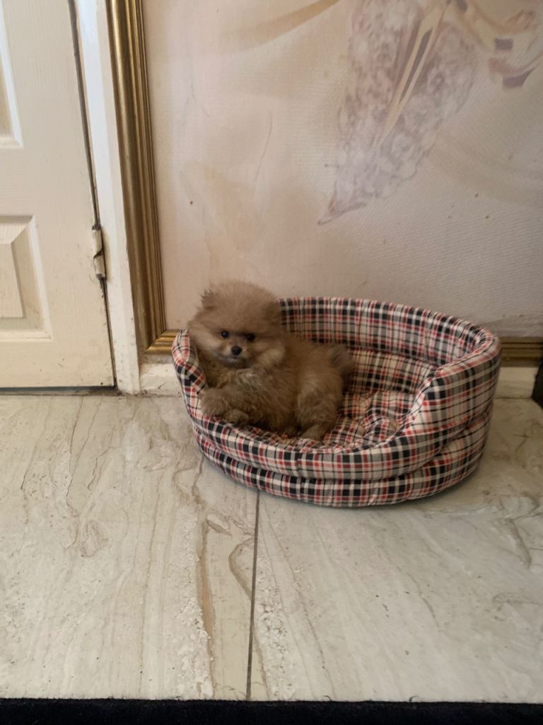 Beautiful teddy bear pomeranian puppies