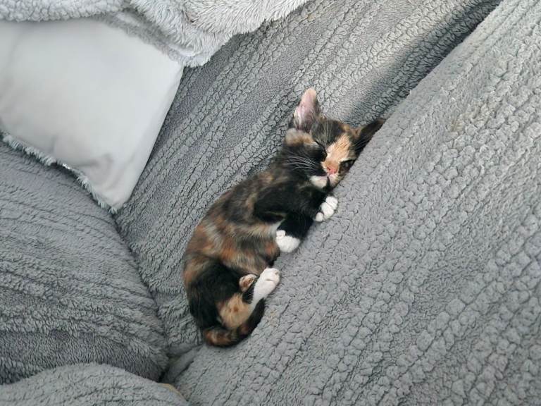 Brother and sister kittens 