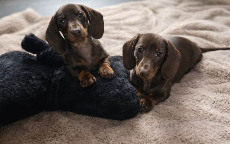 Needs his forever home! Absolutely gorgeous little man KC miniaure 