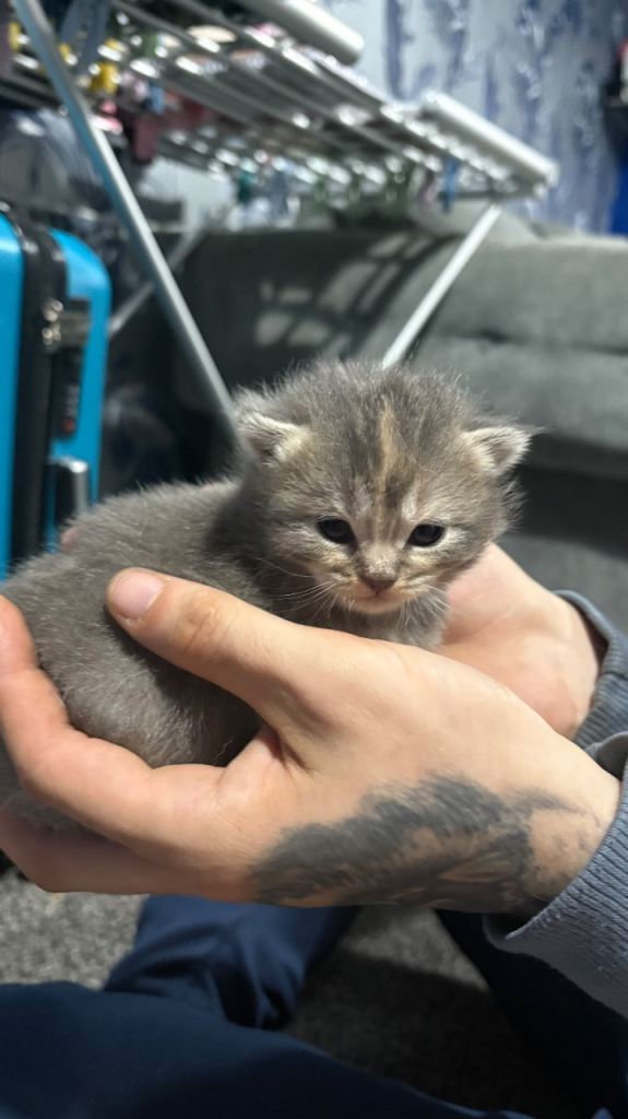 2 female British short hair x tabby kittens 