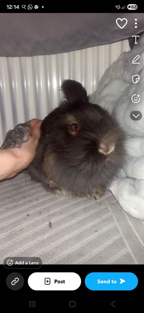 Puree lionhead and minilop lionhead mix 