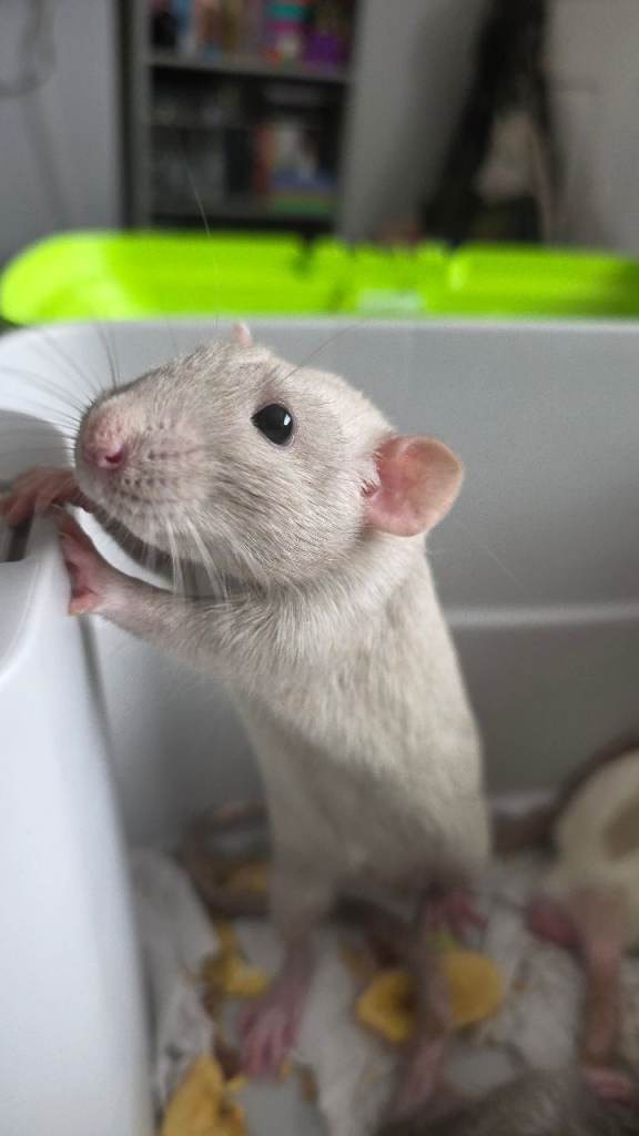 Rats