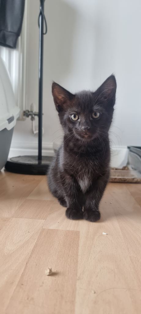 2 x kittens female 9 weeks 