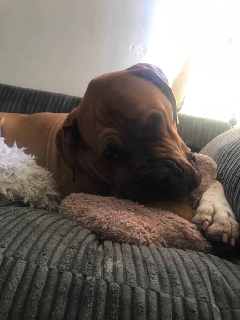 Beautiful dog for sale 