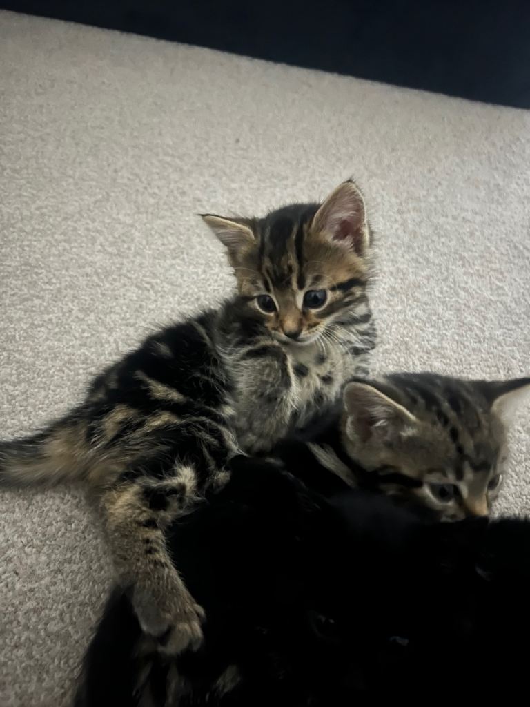 4 Tabby Kittens 