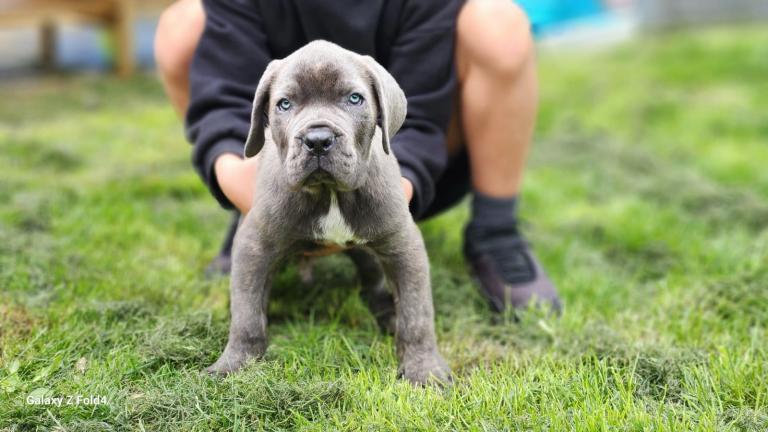 Cane Corso Puppies with champion blood line
