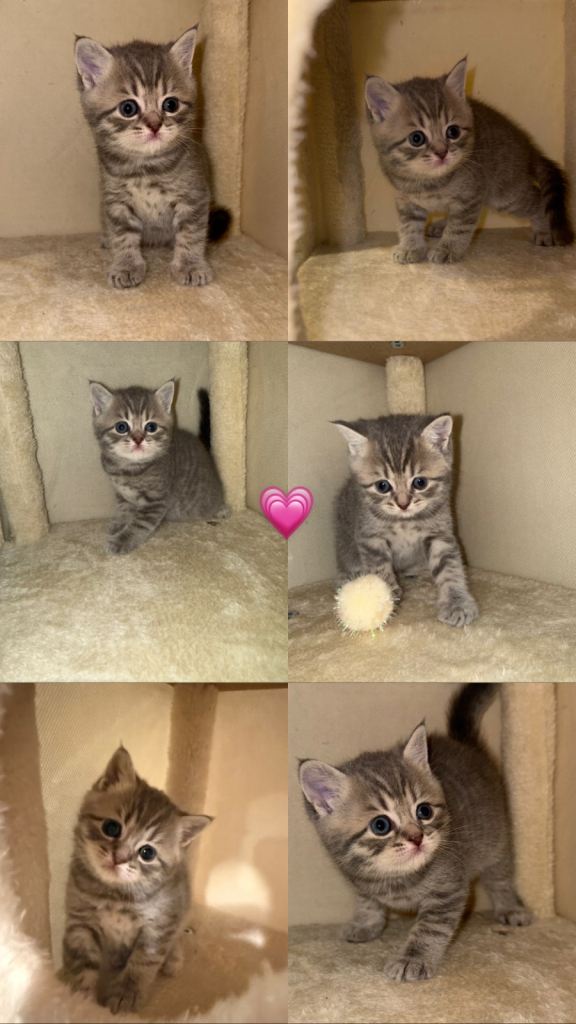 BRITISH SHORTHAIR KITTENS