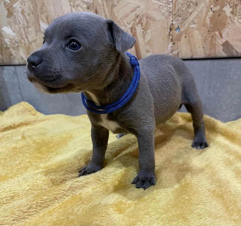 Beautiful staffy puppies KC registered 
