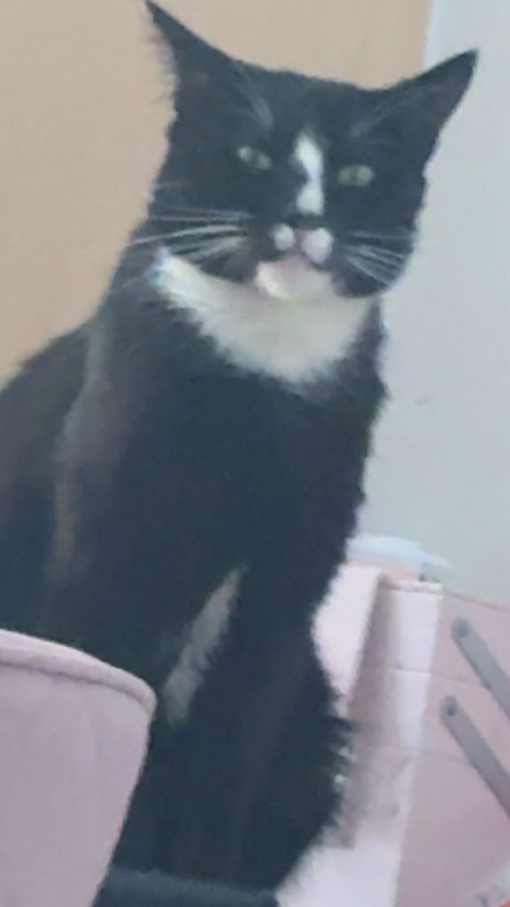 Cat for sale