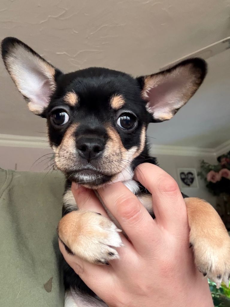 Chihuahua x French bulldog puppies