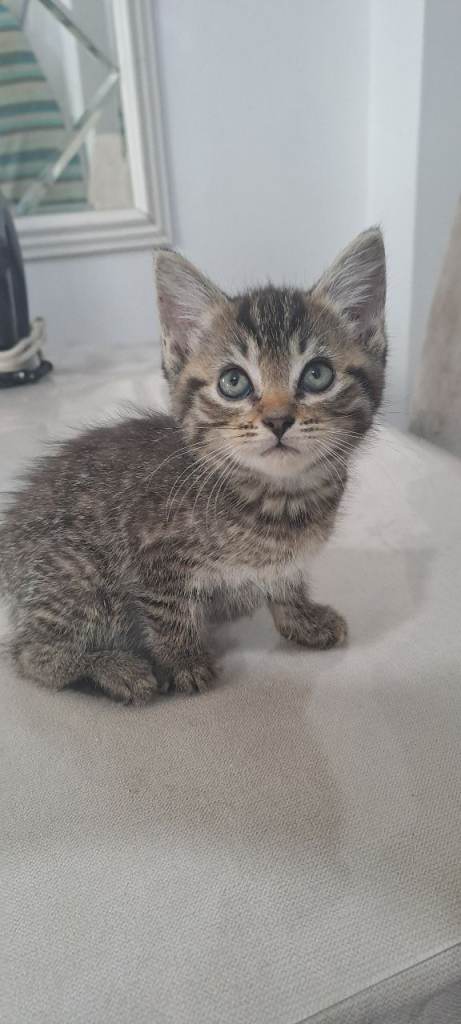Kittens for sale