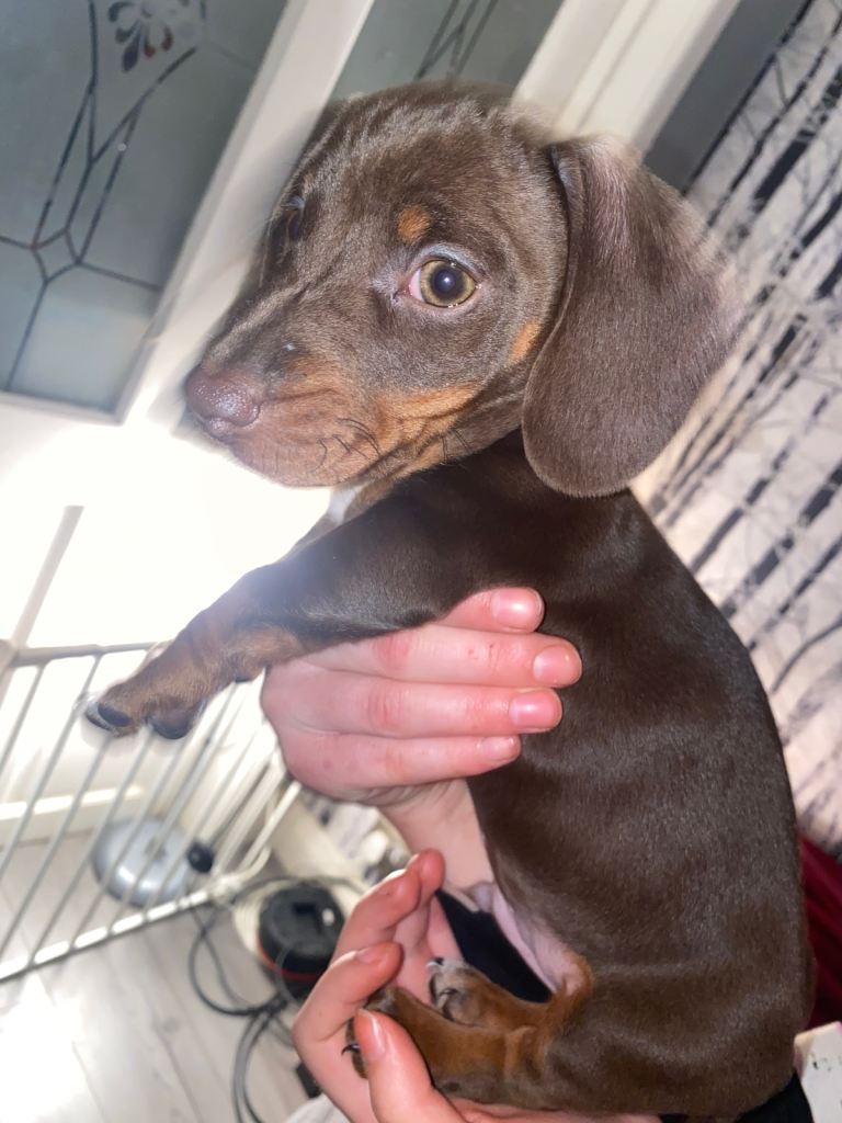 Miniature Dachshund puppy for sale