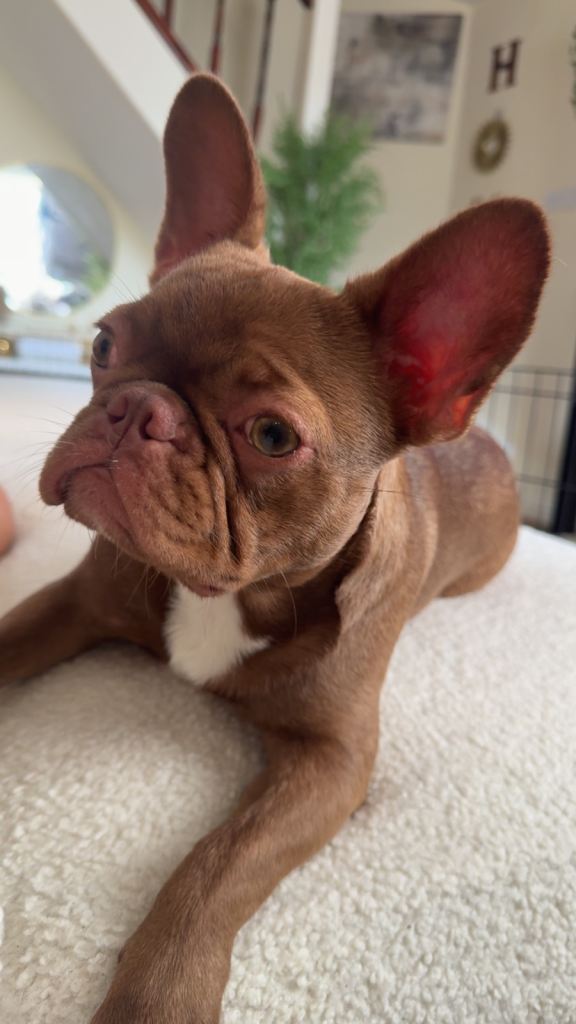 Beautiful female French bulldog 