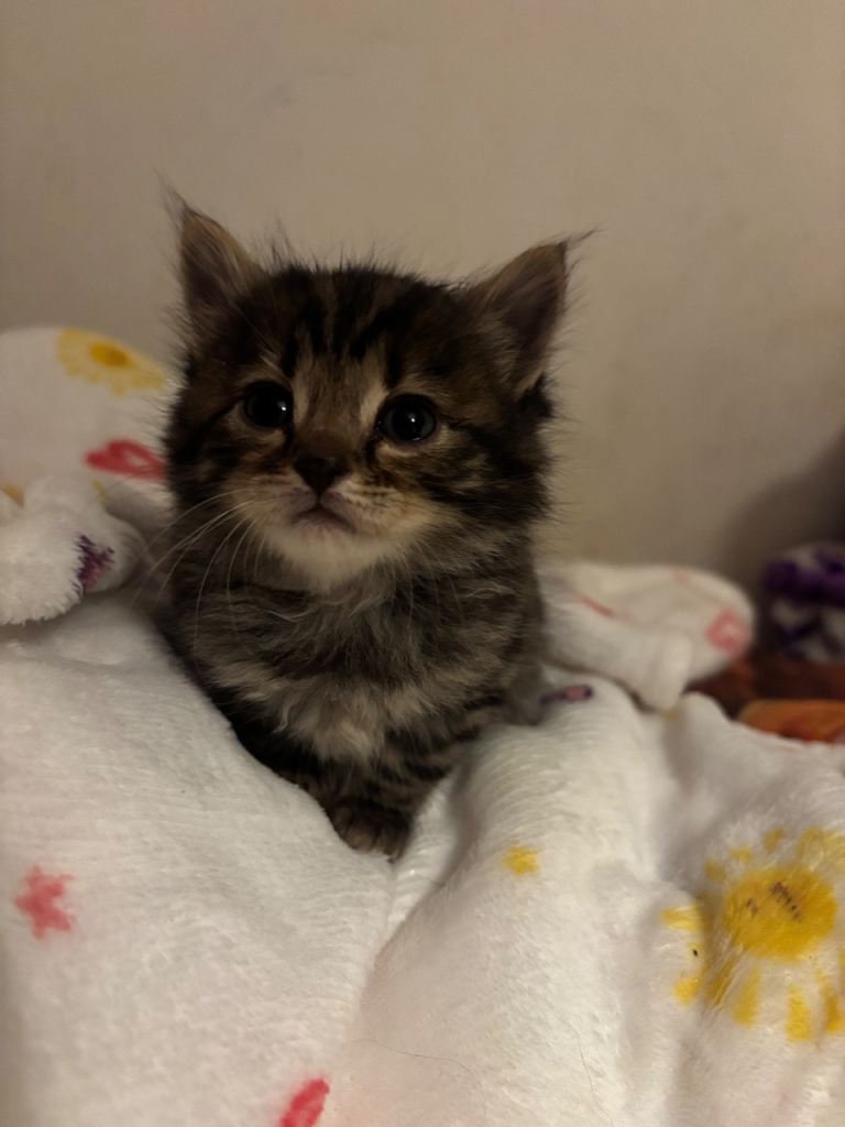 ‼️LAST GIRL LEFT BENGAL KITTEN‼️