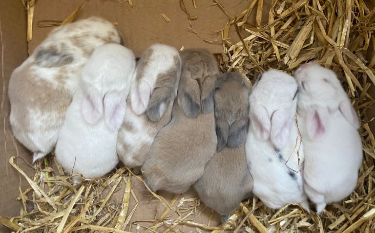 Beautiful Pure breed mini lops
