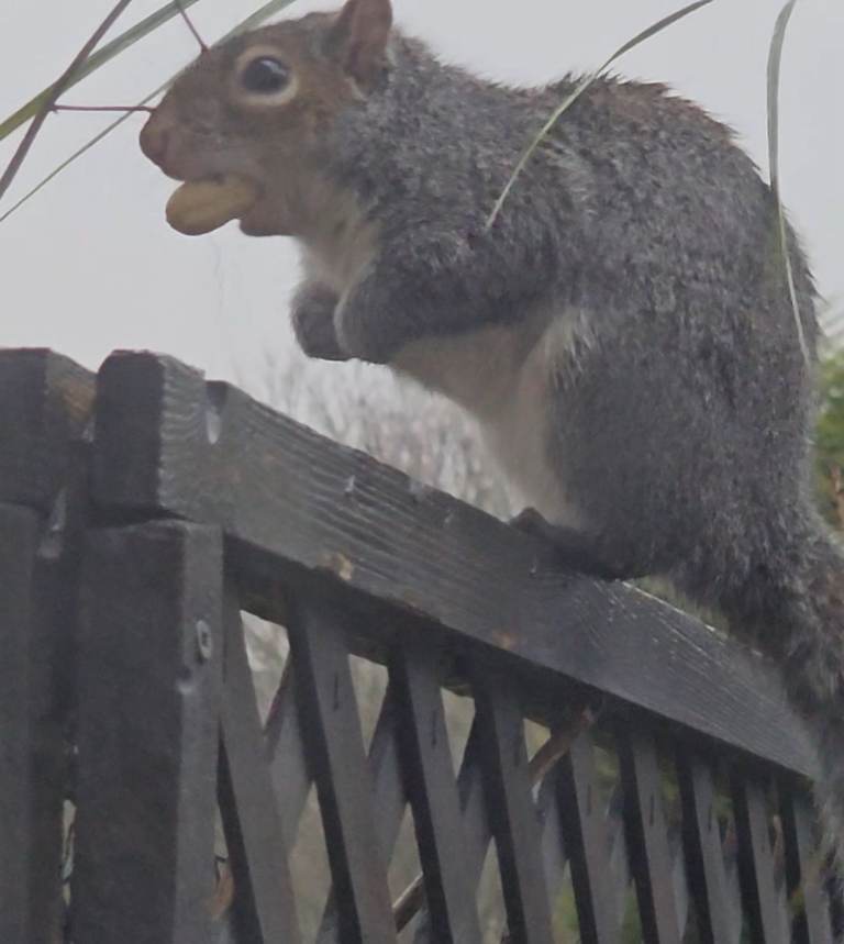 S23 ultra. 256gb unlocked any network