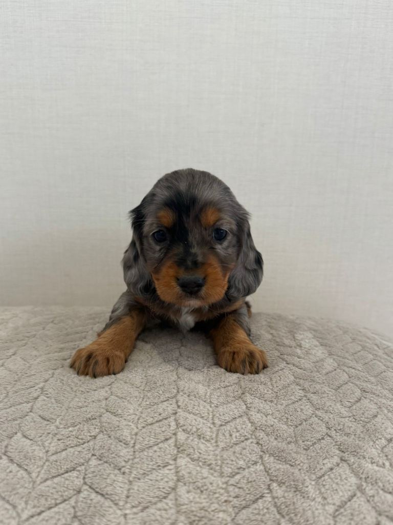 Cocker spaniel 