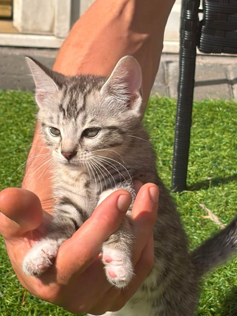 Bengal x tabby kittens 