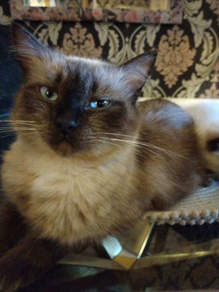 Ragdoll kittens 