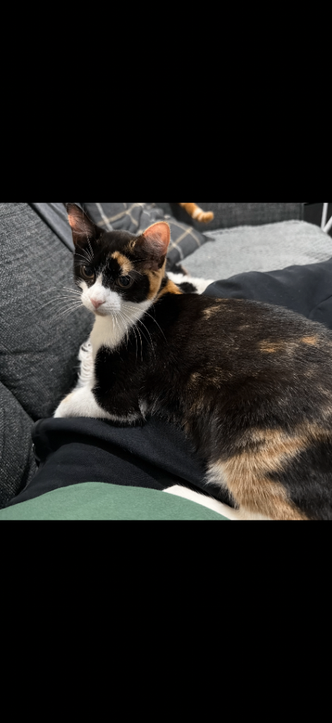 Female Calico Cat