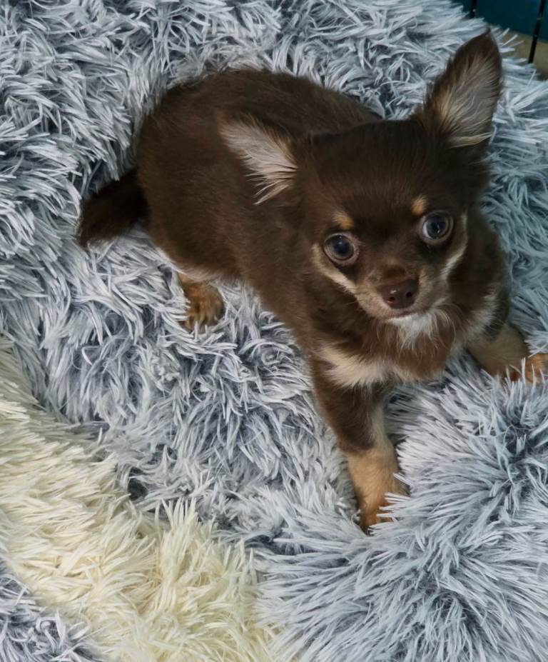 Chihuahua  puppy and bed