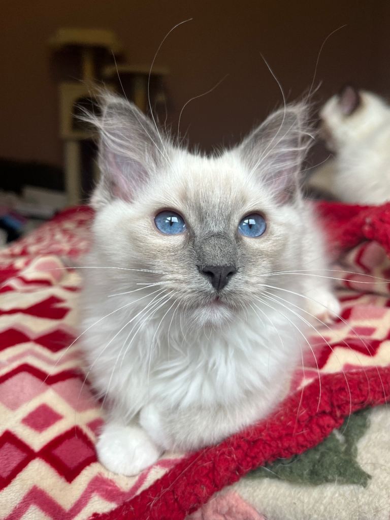 Ragdoll Kitten