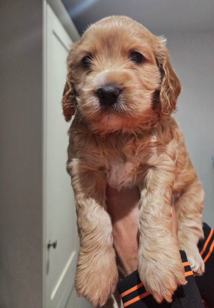 🐾 Last Adorable Cavapoo x Cocker Spaniel Puppy Girl! 🐾