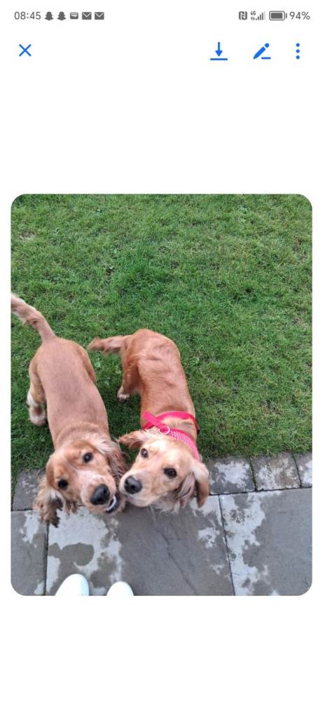 Stunning Kc reg cocker spaniel pups for sale - golden and orange roan