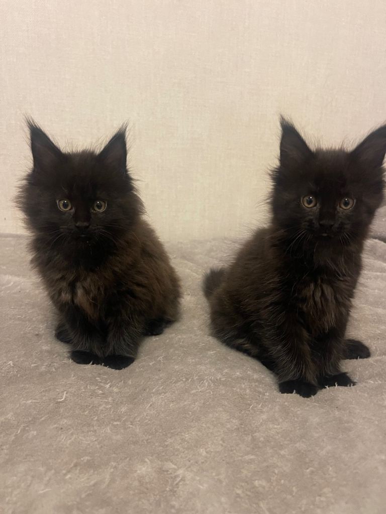 Maine coon kittens 🐱 