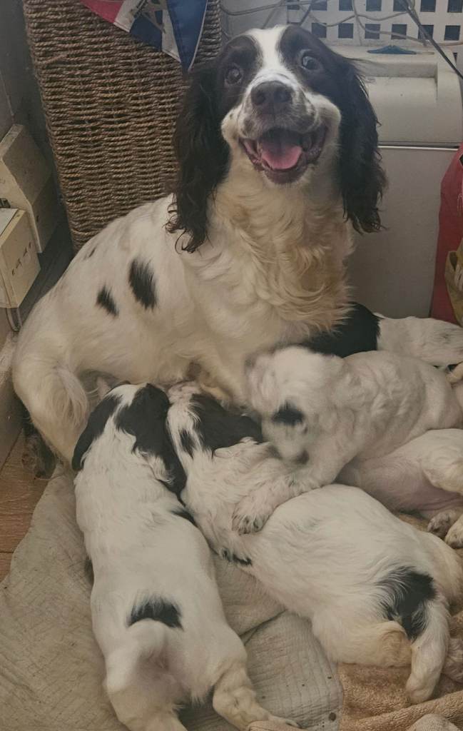 sprocker spaniel puppies 