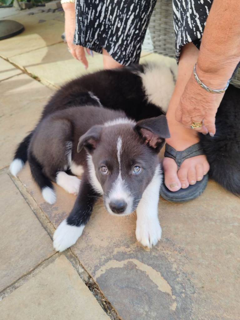 BORDER COLLIE/HUSKY CROSS PUPPY - LAST 1