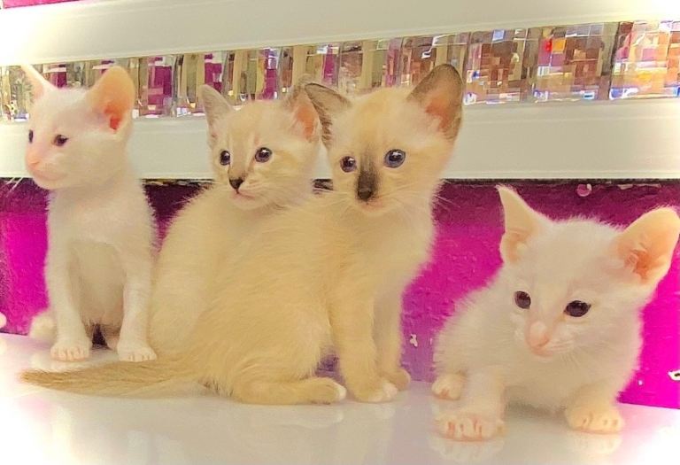 Ragdoll kitens