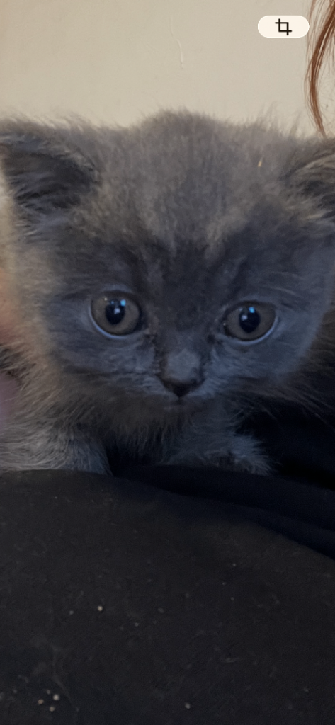 British shorthair kittens 
