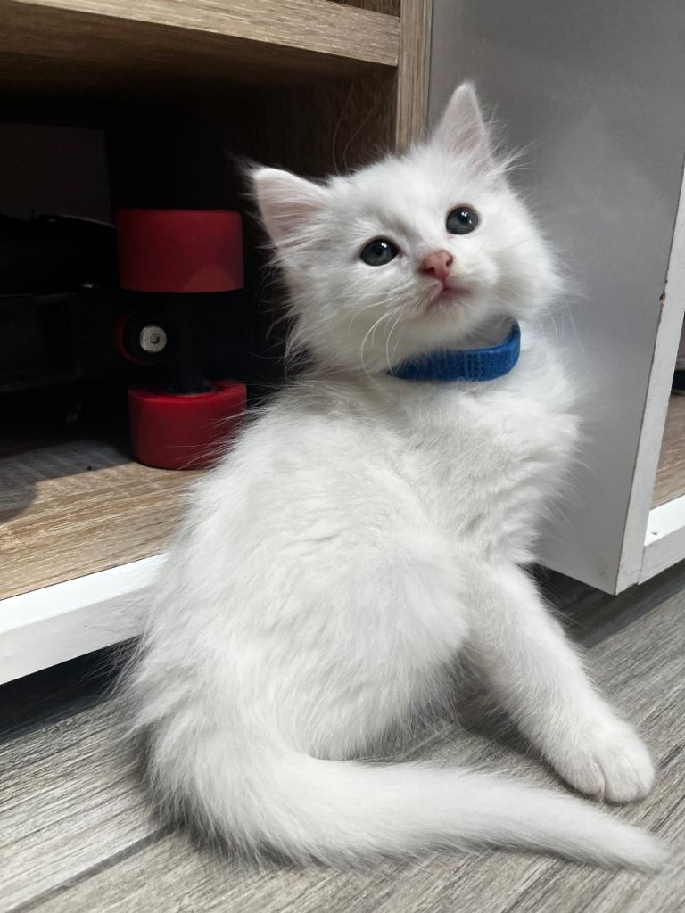Turkish Angora Long-Hair Kittens
