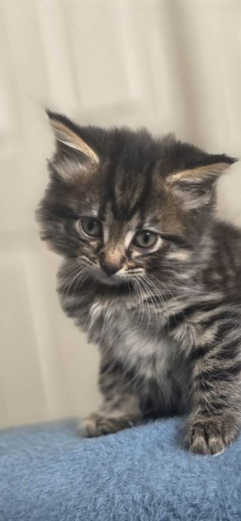 Female kittens x 2 tubby