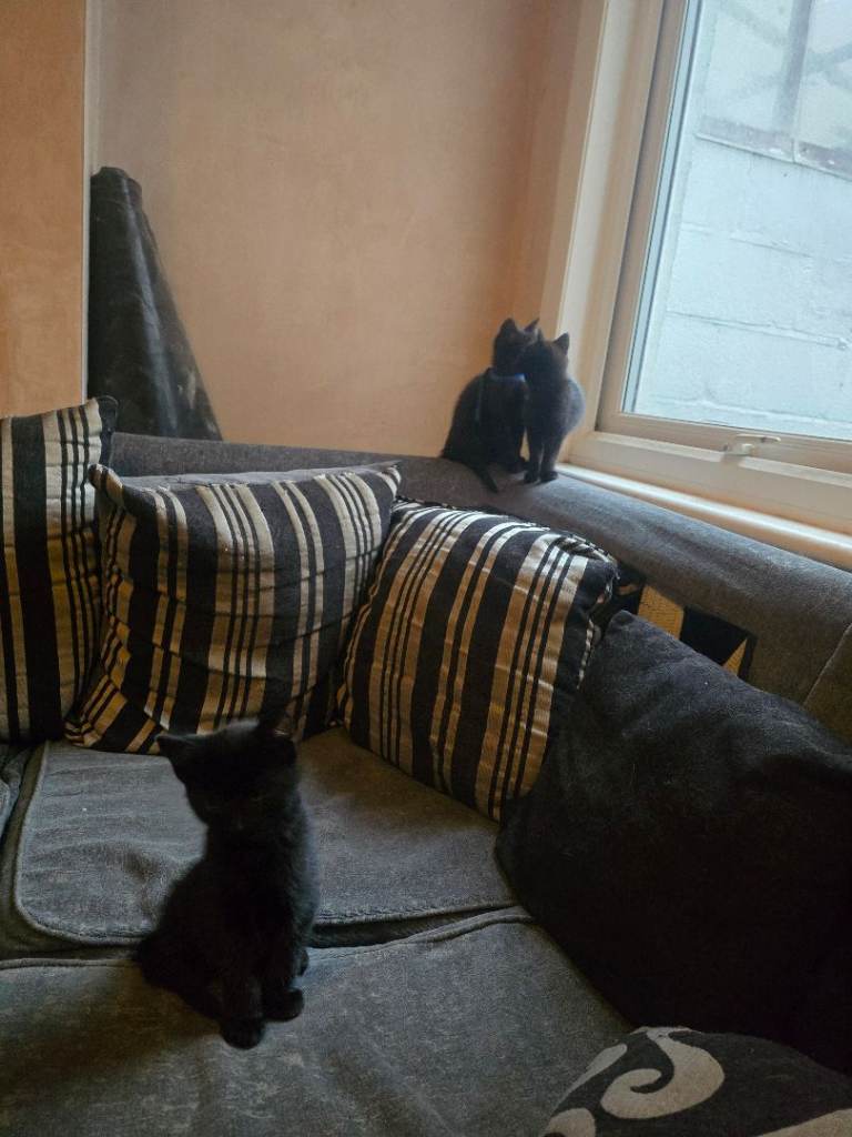 10 week old kittens 