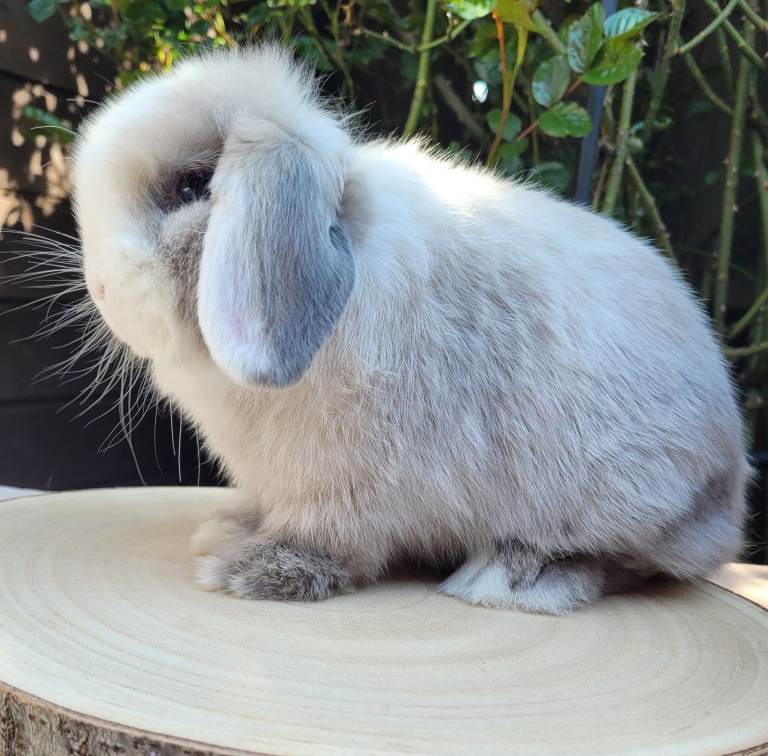 Purebred mini lop Adult/ bunnies available 