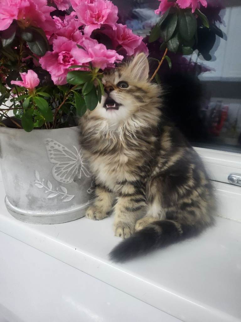 Cute fluffy kitten for sale